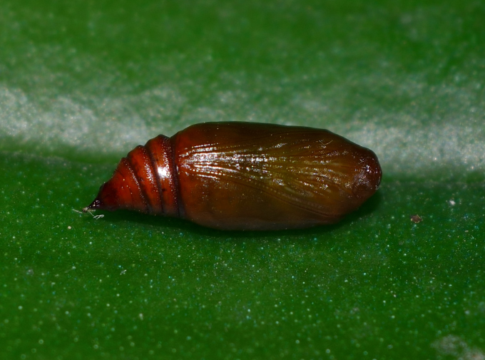 Camptogramma bilineata, Geometridae